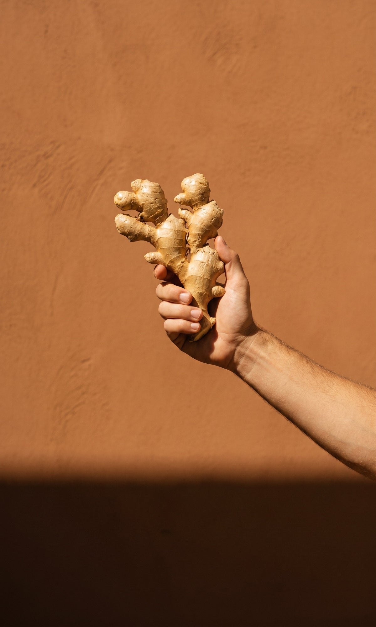 Fresh whole ginger root held up in hard sunlight against a terracotta wall